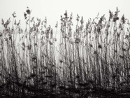 Feb.2015.0019 V4 SW C01 Grain.jpg