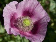 Juni.20.0081.jpg