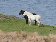 Scotland.2017.0451-1.jpg