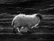 Scotland.2017.0972_S-W_crop.jpg