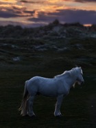 Scotland.2019.0836.jpg