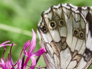 Juli.2019.0816-1.jpg