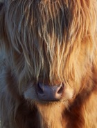 Scotland.2017.1030.jpg