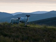 Scotland 2010.0194